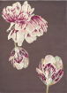 Tranquility Aubergine 56005