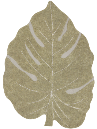 Plants Monstera Olive